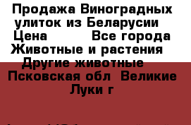 Продажа Виноградных улиток из Беларусии › Цена ­ 250 - Все города Животные и растения » Другие животные   . Псковская обл.,Великие Луки г.